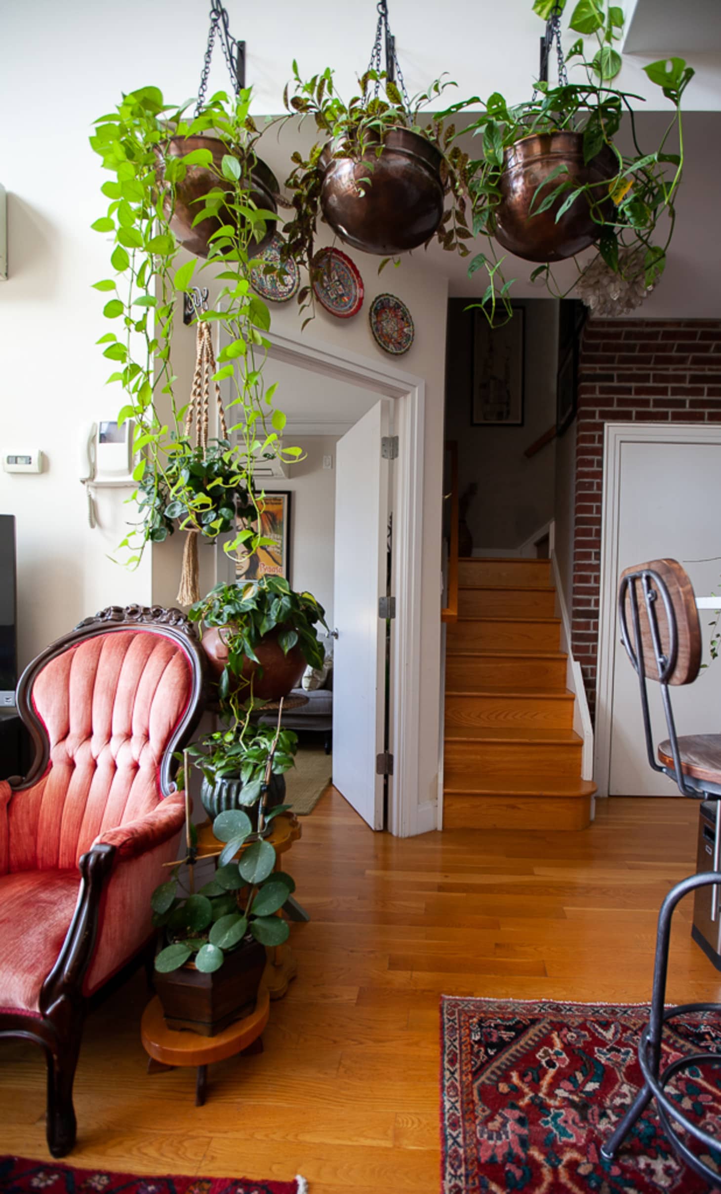 Plants hanging hotsell from ceiling